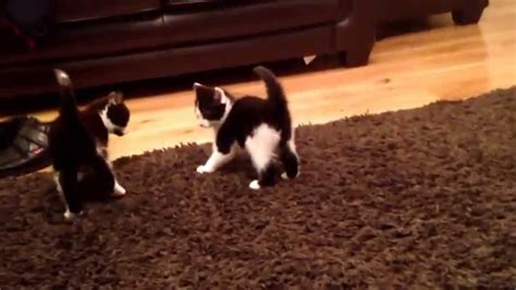 Kittens Chasing Each Other Youtube