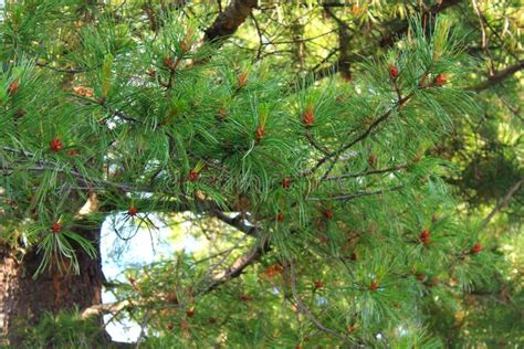 Siberian Cedar Branches With Growing Small Cones Stock Image Image Of