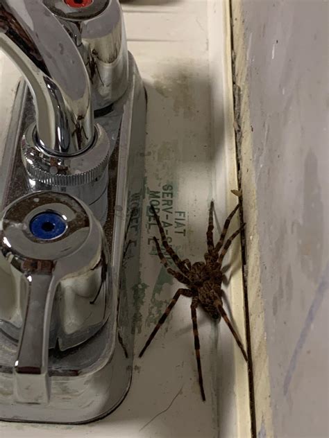 Spider Found In North Carolina Whatsthisbug