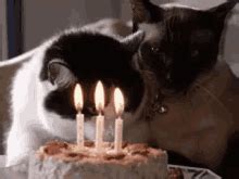This gif contains all the things should be in a. Animated Birthday Candles GIFs | Tenor