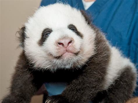 Name This Baby Panda Campus Mercante