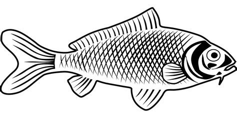 Ikan Satwa Biologi Gambar Vektor Gratis Di Pixabay