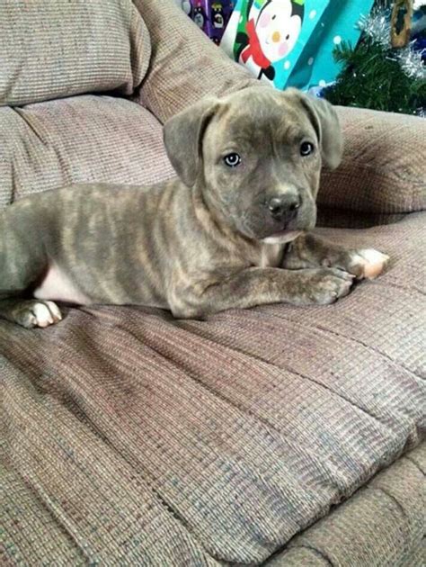 My First Pittie Will Be A Blue Brindle Adorable Pitbull Puppies