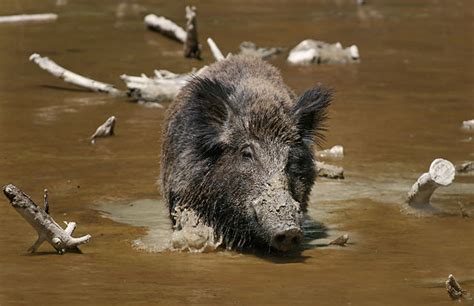 Signs Of Summer 8 Wild Pigs Ecologists Notebook