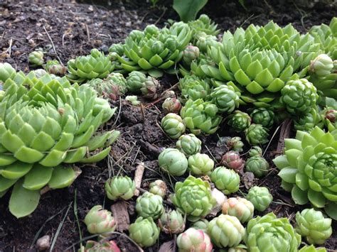 Succulents Chicks And Hens From My Garden Garden Inspiration Succulents Plants