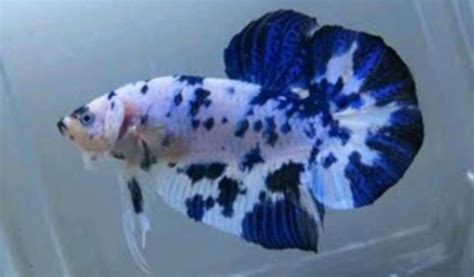Characteristic Of Betta Fish Lust Ciri Ikan Cupang Birahi Dan Siap My