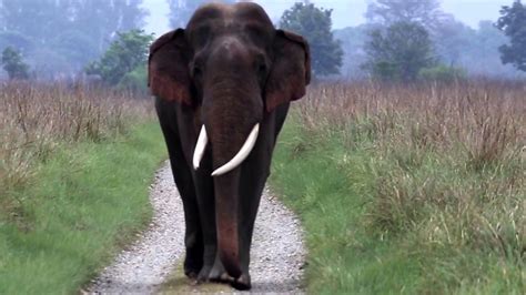 Largest Bull Elephant In Jim Corbett Youtube