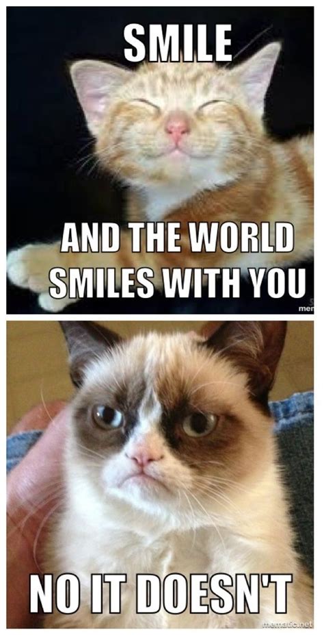 27 Best Grumpy Cat Memes Images On Pinterest