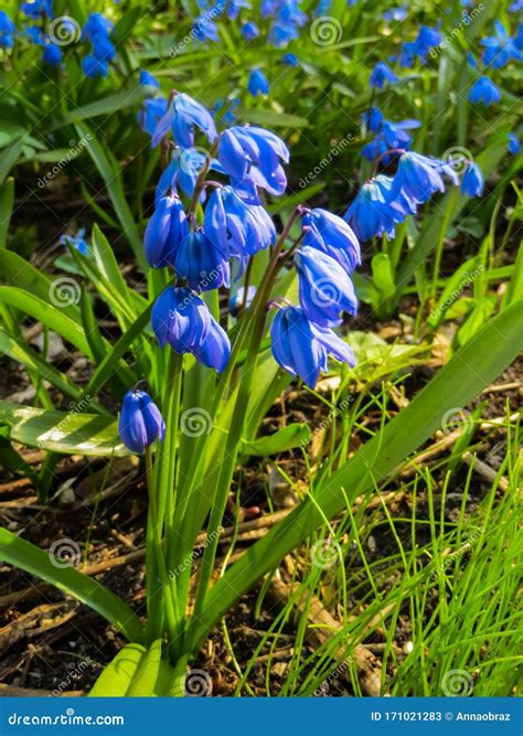 Blooming In Early Spring Blue Blue Flowers Of Siberian Woodland Stock