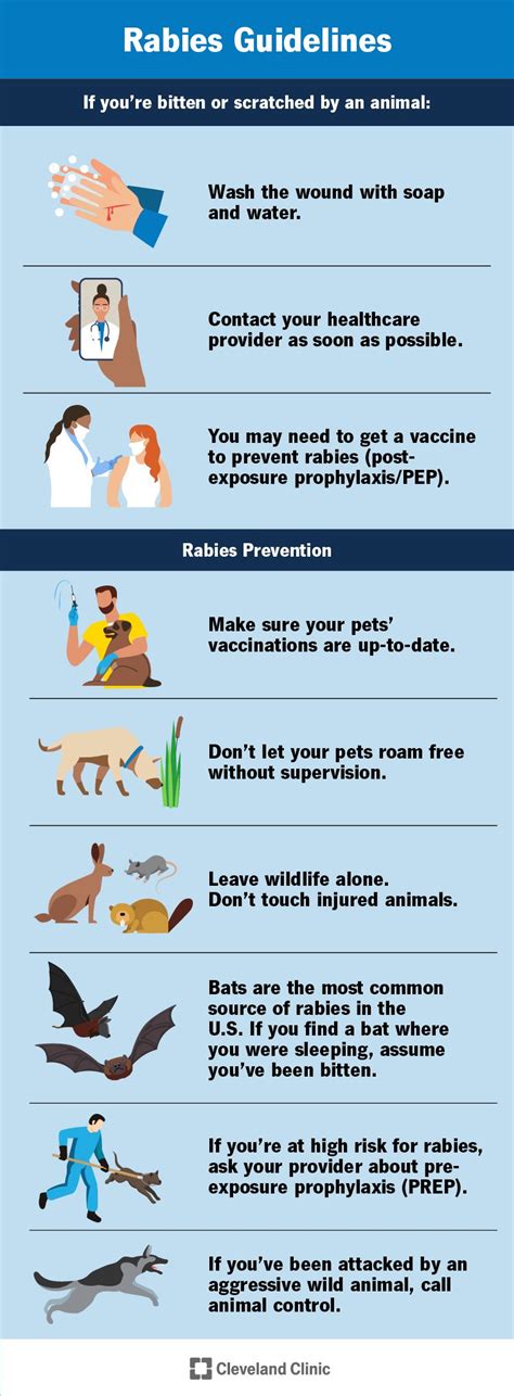 What Are The Symptoms Of Rabies From A Dog Bite