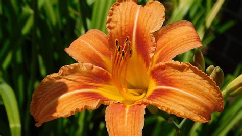Free Tiger Lily Flower Images Pixabay