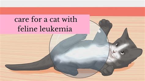 How To Care For A Cat With Feline Leukemia Youtube