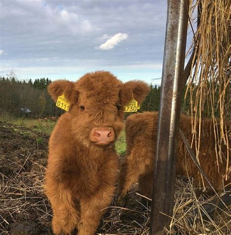 Pin By Jade Veater On Cows Cute Baby Cow Fluffy Cows Fluffy Animals