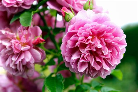 The 10 Most Fragrant Flowers To Plant In Your Garden