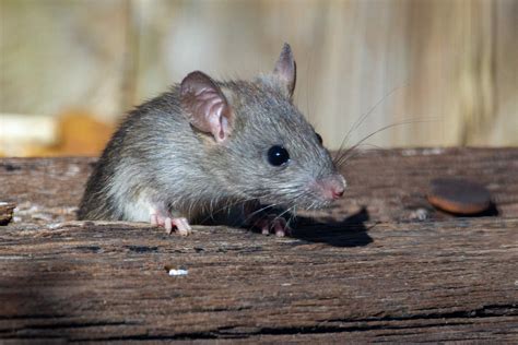 Are Deer Mice Dangerous Action Pest Control Services