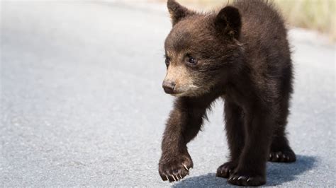 Black Bear Cub Tortured And Killed In Mexico