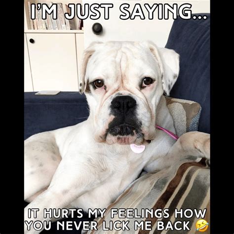 16 Cool Boxer Dog Memes The Dogman