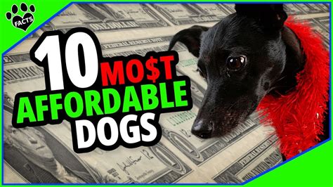 Top 10 Most Affordable Dog Breeds Buddies On A Budget