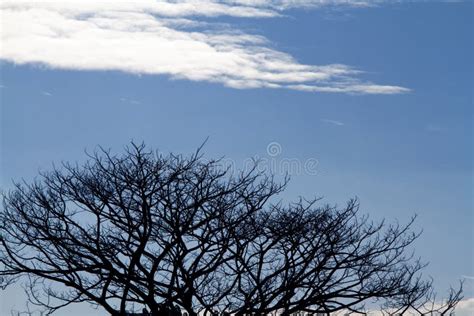 Silhouette Leafless Tree Branches On Blue Sky With Clouds Backgr Stock