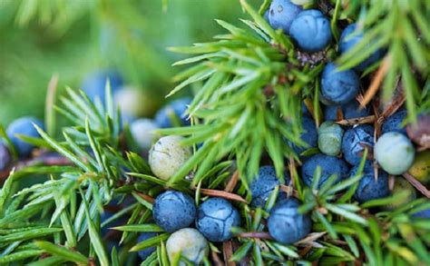 6 Health Benefits Of Juniper Berries