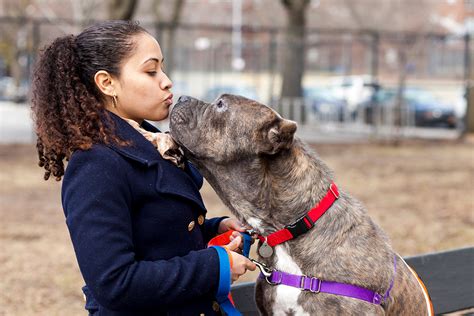10 Reasons To Adopt A Shelter Dog Aspca