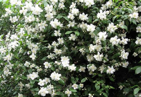 Explore a multitude of options in evergreen and flowering shrubs and vines ready to add shape and. 9 Deer-Resistant Flowering Shrubs to Plant This Fall