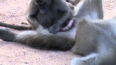 Baboon Grooming In Knp Youtube