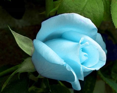 42 Light Blue Flower Wallpaper Wallpapersafari