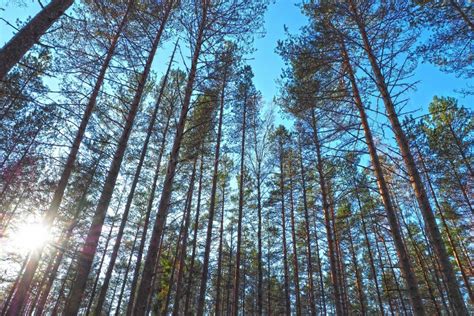 Pine Trees High Northern Forest Stock Image Image Of Green Nature