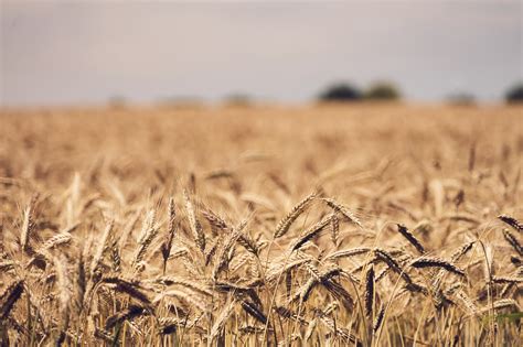 Wheat Field Free Stock Photo Public Domain Pictures