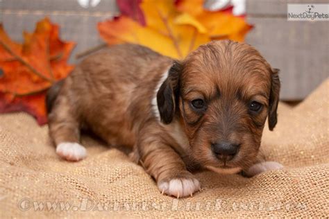 Maybe you would like to learn more about one of these? Dachshund, Mini puppy for sale near San Antonio, Texas. | 3eeef71b-f9b1
