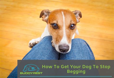 Stop Dog Begging