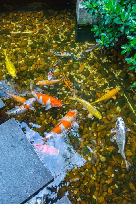 Colorful Japanese Koi Fish Swimming In The Pond Stock Photo Image Of
