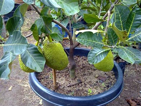 Jackfruit Plant At Best Price In East Godavari Plantsship