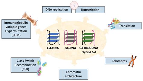 Molecules Free Full Text Roles Of G4 Dna And G4 Rna In Class Switch Recombination And