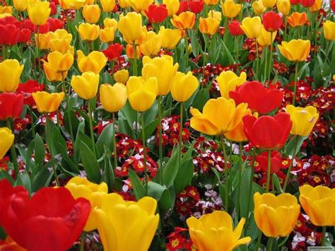 Công thức nấu xôi đậu đỏ đơn giản. Kết quả hình ảnh cho hoa tulip ở hà lan | Hoa tulip, Hoa ...