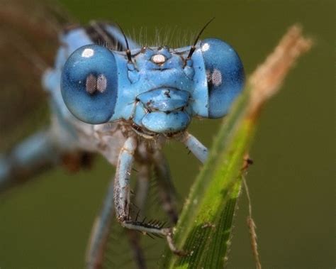 Old Blue Eyes Dragonfly Images Dragonfly Damselfly