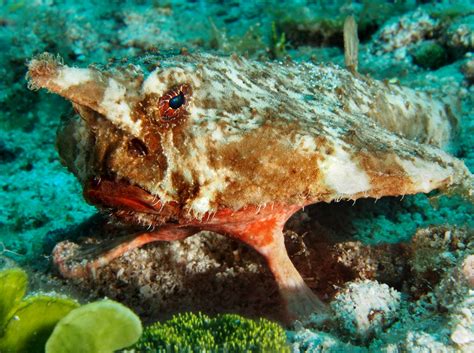 Shortnose Batfish Ogcocephalus Nasutus Belize Photo 1 Caribbean