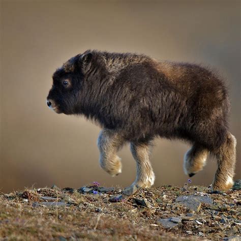 30 Baby Musk Ox Facts 2024