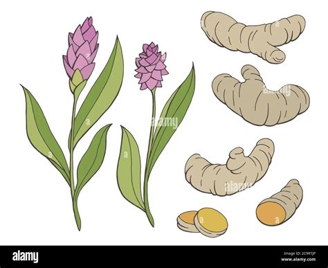 Turmeric Graphic Color Isolated Sketch Set Illustration Vector Stock