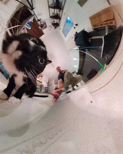 My Cat Looks Like Chester Cheeto In My 360 Cameraifttt
