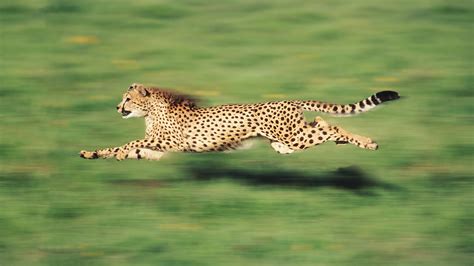 The Fastest Animal On Earth Is Not A Cheetah Fast Company