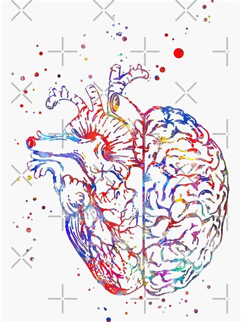 Sticker Cerveau Et Coeur Anatomie Du Cerveau Coeur Anatomie Du