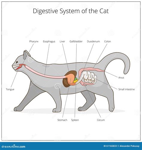 Sistema Digestivo Del Ejemplo Del Vector Del Gato Ilustración Del