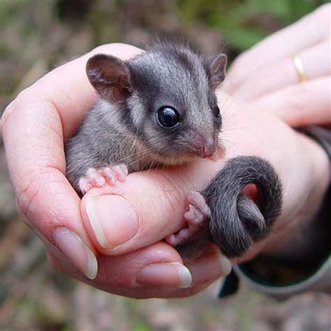 66 Best Leadbeaters Possum Images On Pinterest Australian Animals Cutest Animals And Animal