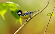 Picture of the day - Cute Little bird - 1920x1200 | PIXHOME