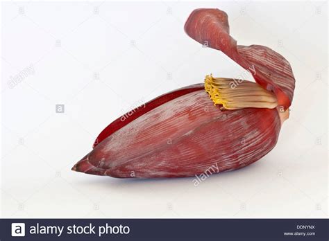 Parts Of Banana Hi Res Stock Photography And Images Alamy