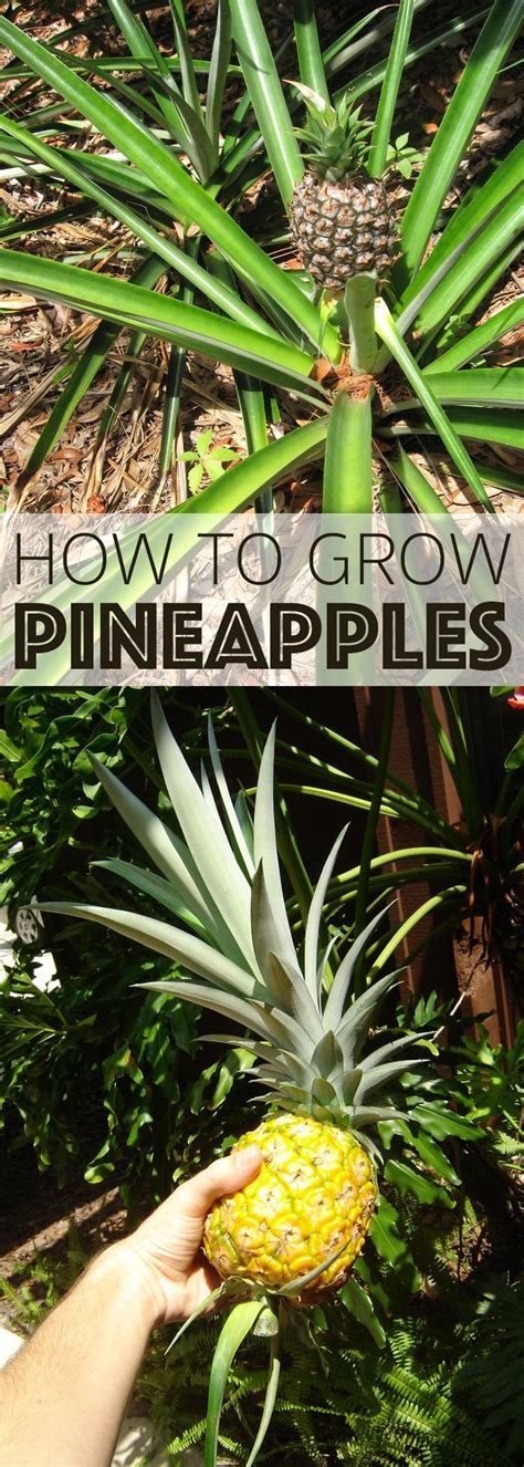 All You Really Need To Start Growing Your Own Pineapples Is A Pineapple