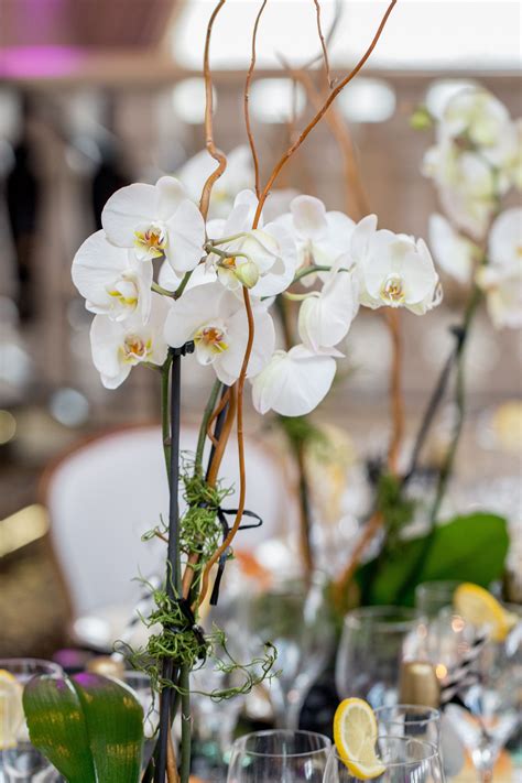 Potted Orchid Wedding Centerpiece Weddingenterpiece Gala Decorations Orchid Centerpieces