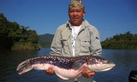 Common types of edible fish found in malaysia. Gecko Adventure Fishing Trips